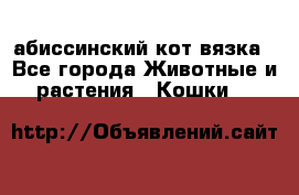 абиссинский кот вязка - Все города Животные и растения » Кошки   